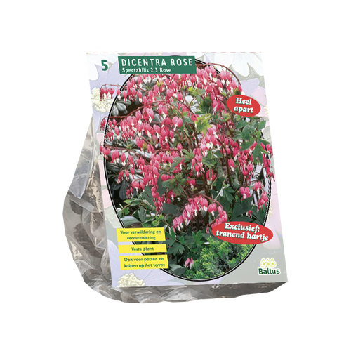 Baltus Dicentra Spectabilis per 3