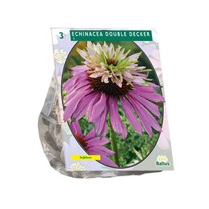 Baltus Echinacea Double Decker per 3