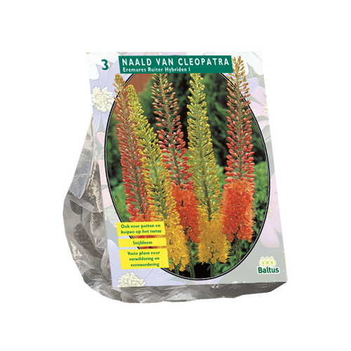 Baltus Eremurus Ruiter Hybriden, Mix per 3
