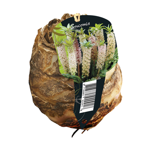 Baltus Eucomis (Organza met etiket)