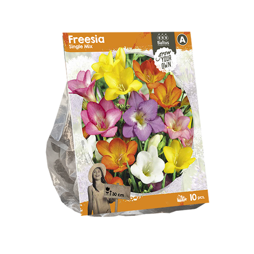 Baltus Freesia Single Mix (SP) per 10