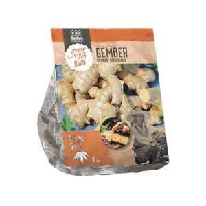 Baltus Gember Officinale per 1