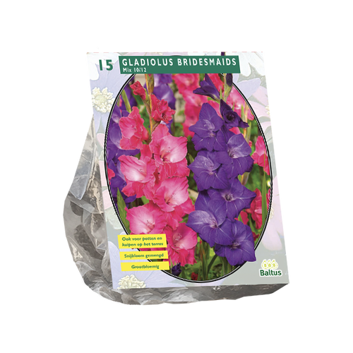 Baltus Gladiolus Bridesmaids Mix per 15