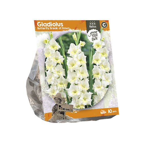 Baltus Gladiolus Butterfly Break of Dawn (SP) per 10