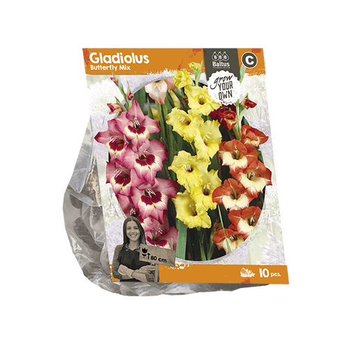 Baltus Gladiolus Butterfly Mix (SP) per 10