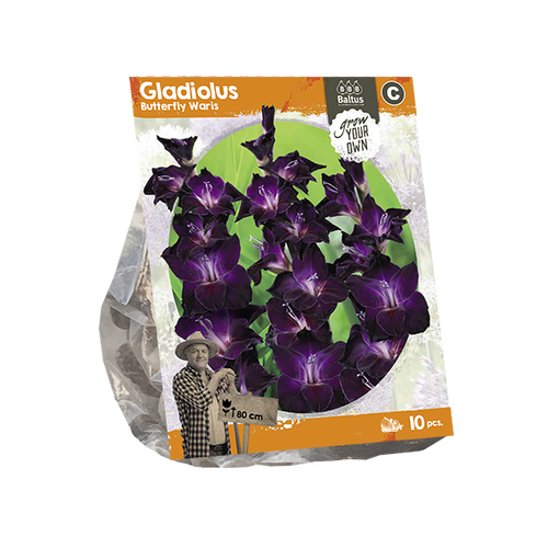 Baltus Gladiolus Butterfly Waris (SP) per 10