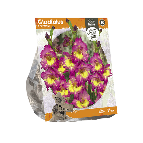 Baltus Gladiolus Far West (SP) per 7