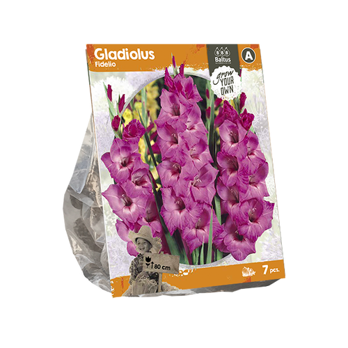 Baltus Gladiolus Fidelio (SP) per 7