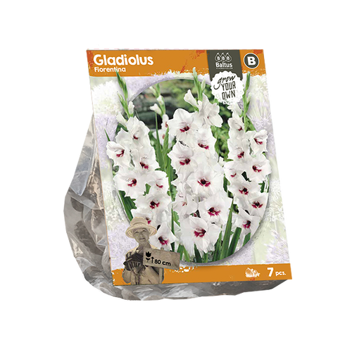 Baltus Gladiolus Fiorentina (SP) per 7