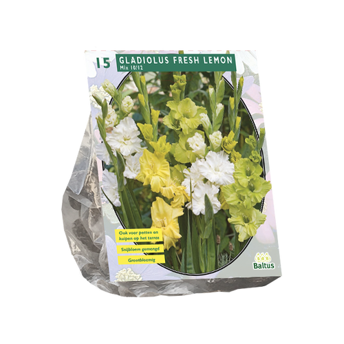 Baltus Gladiolus Fresh Lemon per 15