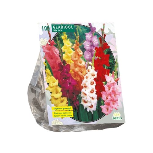 Baltus Gladiolus Gemengd per 100