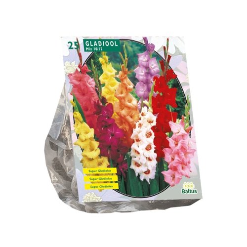 Baltus Gladiolus Gemengd per 25