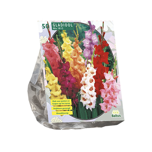 Baltus Gladiolus Gemengd per 50