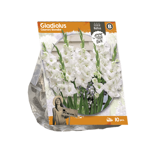 Baltus Gladiolus Glamini Blondie (SP) per 10