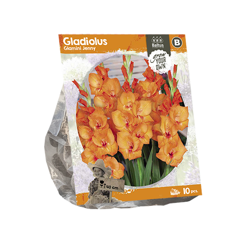 Baltus Gladiolus Glamini Jenny (SP) per 10