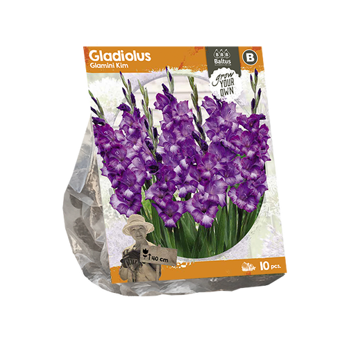 Baltus Gladiolus Glamini Kim (SP) per 10