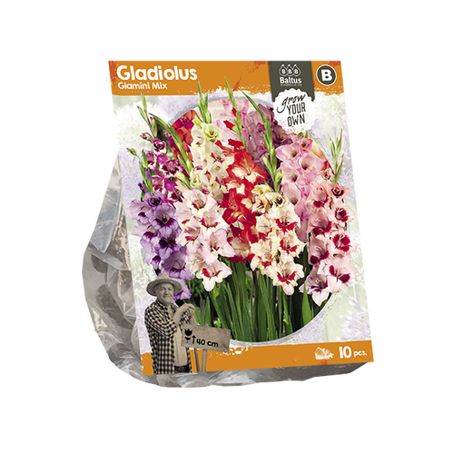Baltus Gladiolus Glamini Mix (SP) per 10