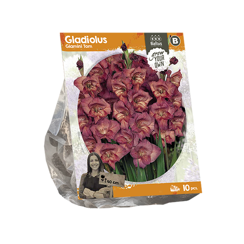 Baltus Gladiolus Glamini Tom (SP) per 10