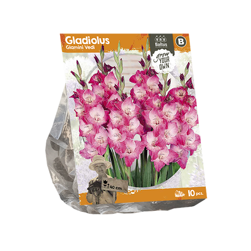 Baltus Gladiolus Glamini Vedi (SP) per 10