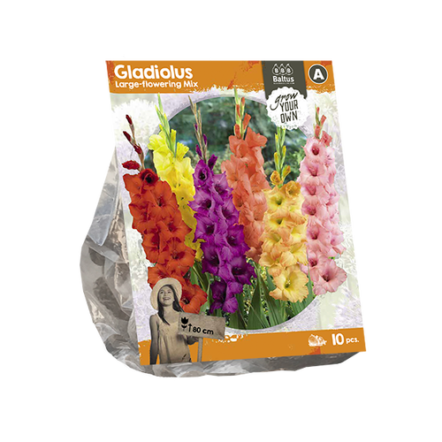 Baltus Gladiolus Large-flowering Mix (SP) per 10