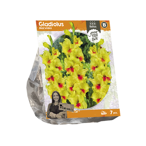 Baltus Gladiolus Marvinka (SP) per 7