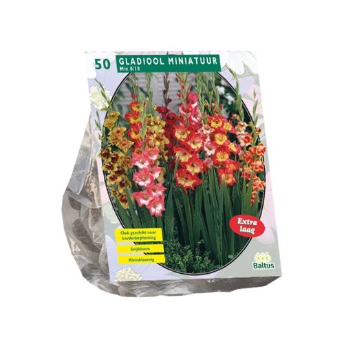Baltus Gladiolus Miniatuur Gemengd per 50