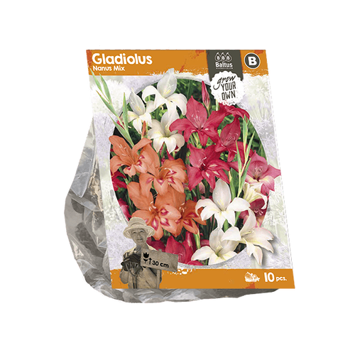Baltus Gladiolus Nanus Mix (SP) per 10