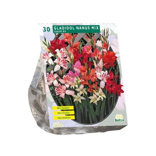 Baltus Gladiolus Nanus per 30