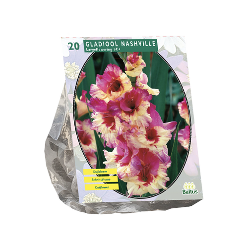 Baltus Gladiolus Nashville per 20