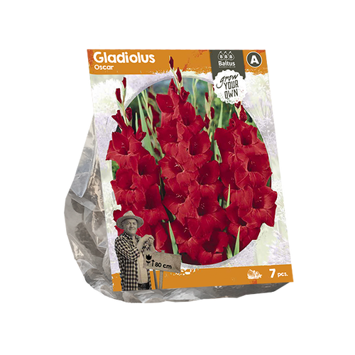 Baltus Gladiolus Oscar (SP) per 7