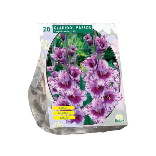 Baltus Gladiolus Passos per 20