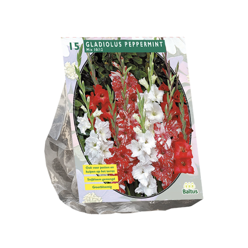Baltus Gladiolus Peppermint Mix per 15