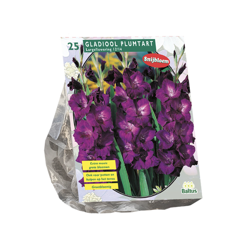 Baltus Gladiolus Plumtart per 25