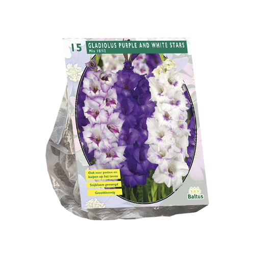 Baltus Gladiolus Purple and White Stars per 15