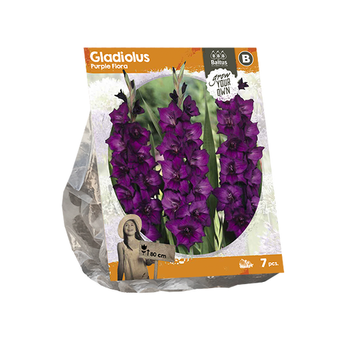 Baltus Gladiolus Purple Flora (SP) per 7