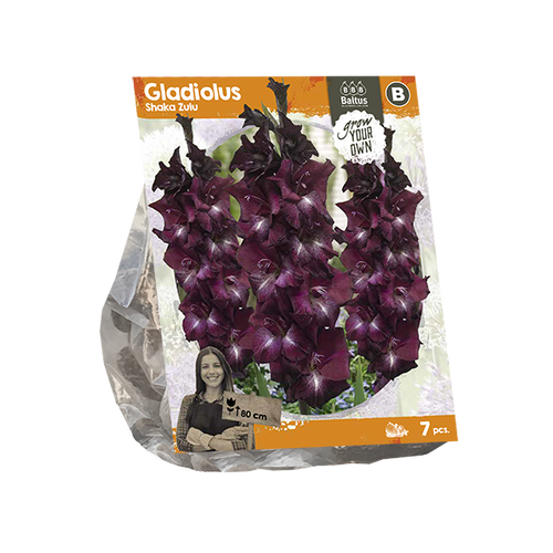 Baltus Gladiolus Shaka Zulu (SP) per 7