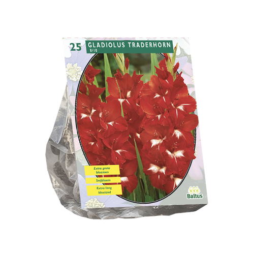 Baltus Gladiolus Traderhorn per 25
