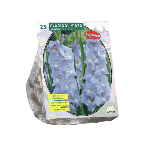 Baltus Gladiolus Video per 25