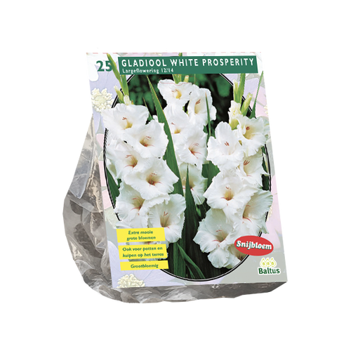 Baltus Gladiolus White Prosperity per 25