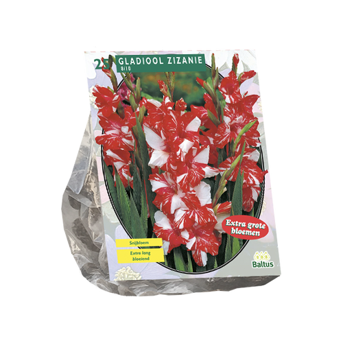 Baltus Gladiolus Zizanie per 25