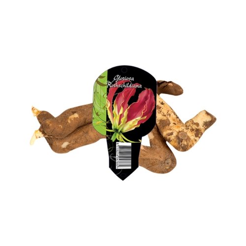 Baltus Gloriosa (2 in Organza met etiket)