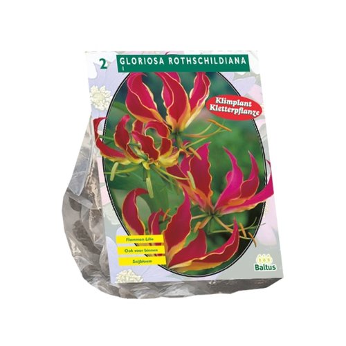 Baltus Gloriosa Rothschildiana