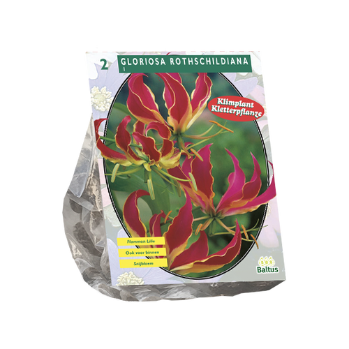 Baltus Gloriosa Rothschildiana per 2