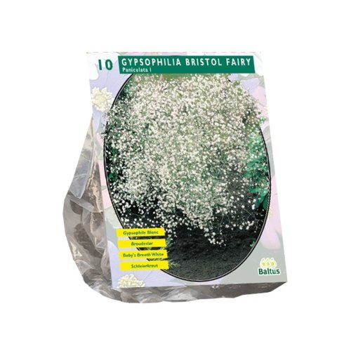 Baltus Gypsophilia Pan, Wit per 10