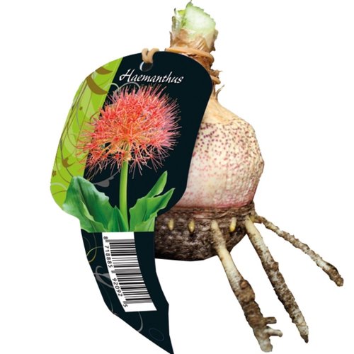 Baltus Haemanthus Multiflorus (Organza met etiket)