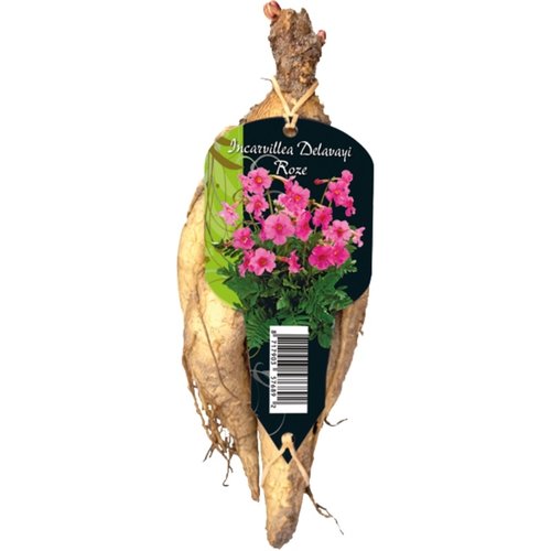 Baltus Incarvillea Delavayi Super Roze