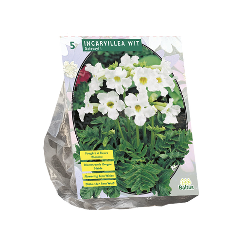 Baltus Incarvillea Delavayi, Wit per 5