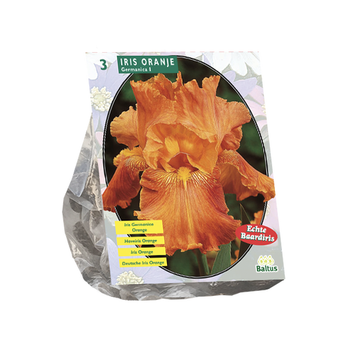 Baltus Iris Germanica, Oranje per 3