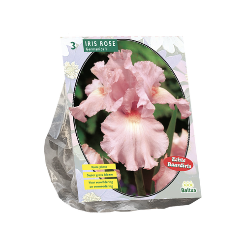 Baltus Iris Germanica, Roze per 3