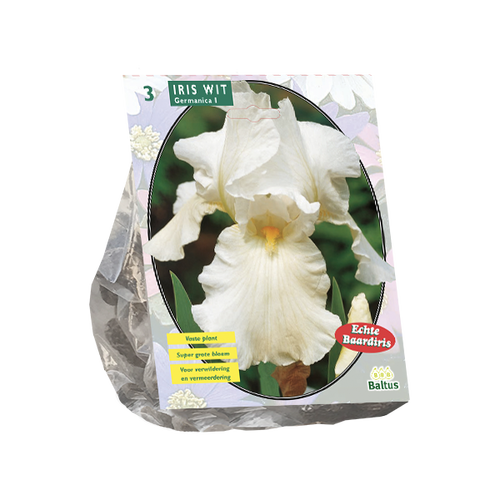Baltus Iris Germanica, Wit per 3